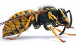 osa