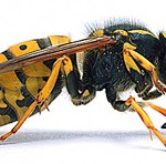 Povorka